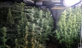 26 03 25 RAZZIA SCREEN