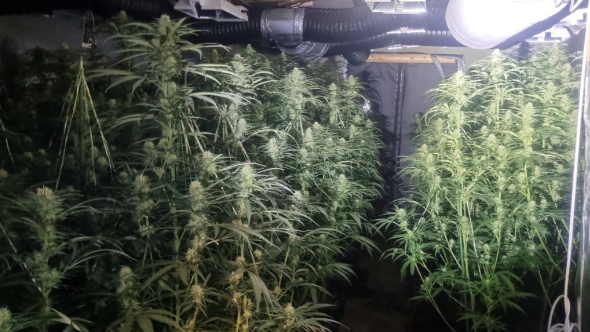 26 03 25 RAZZIA SCREEN