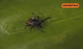 26 03 25 Zecken SCREEN