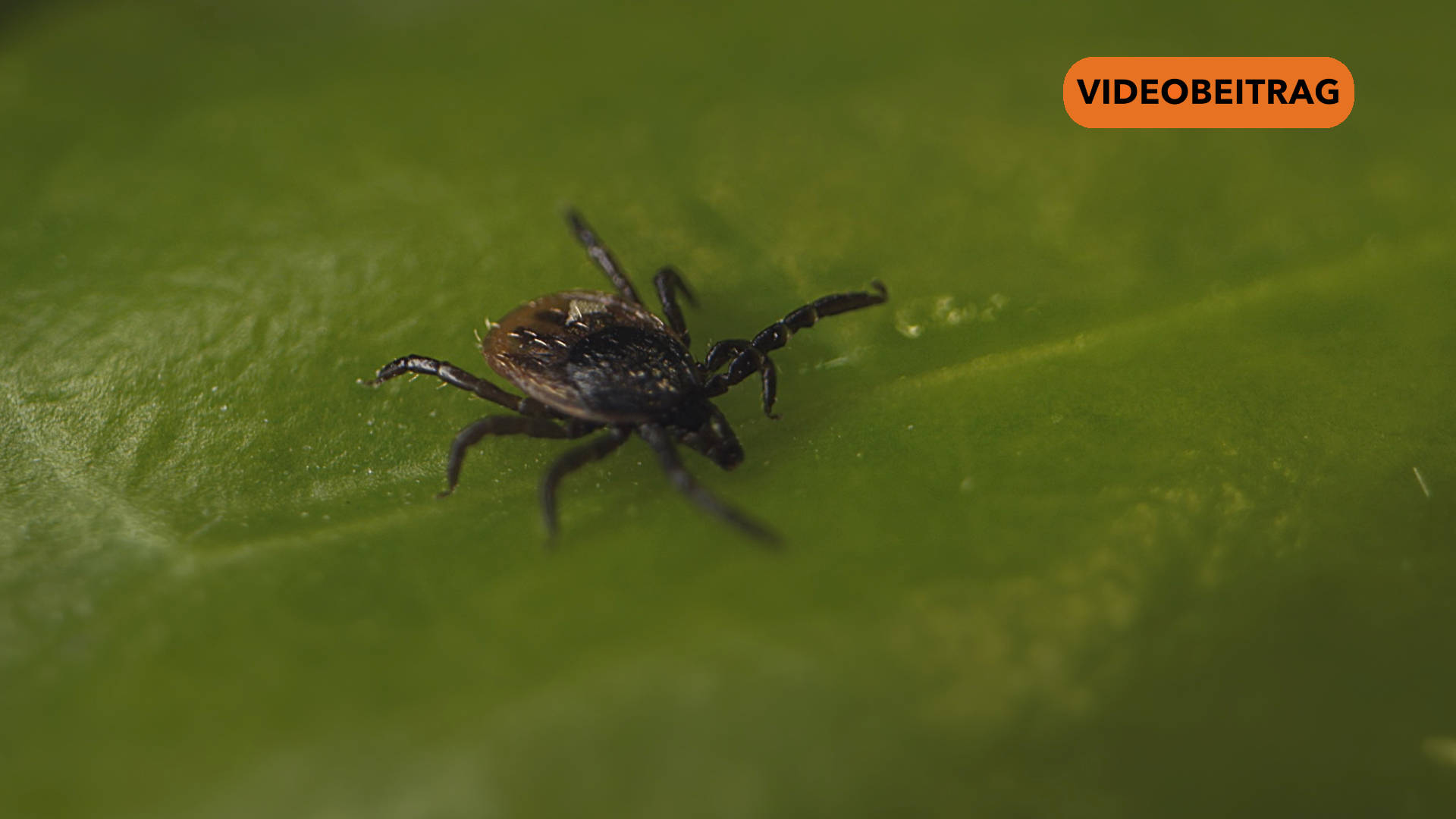 26 03 25 Zecken SCREEN