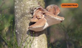 260309_Screen_Windpark im Wald- Zahl der Räder sinkt