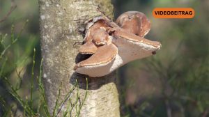 260309_Screen_Windpark im Wald- Zahl der Räder sinkt