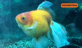 Goldfische sind die Bedrohung
