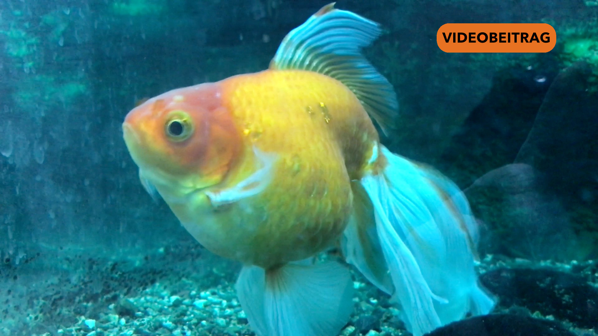 Goldfische sind die Bedrohung