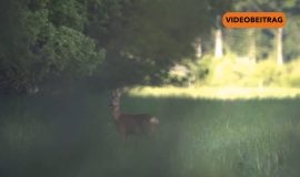 Screen_20260330_WildunfällesteigenSommerzeit