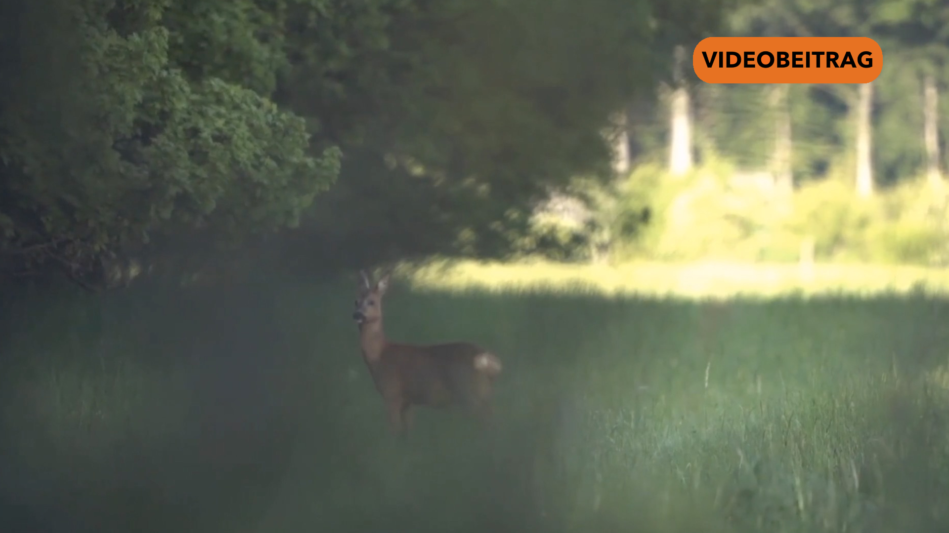 Screen_20260330_WildunfällesteigenSommerzeit