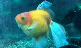 goldfish-a-beautiful-yellow-fish-an-aquarium-2025-12-17-04-26-37-utc