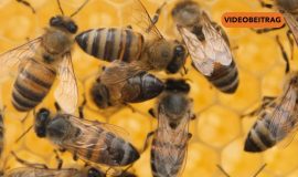 26 04 07 Bienen SCREEN