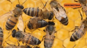 26 04 07 Bienen SCREEN