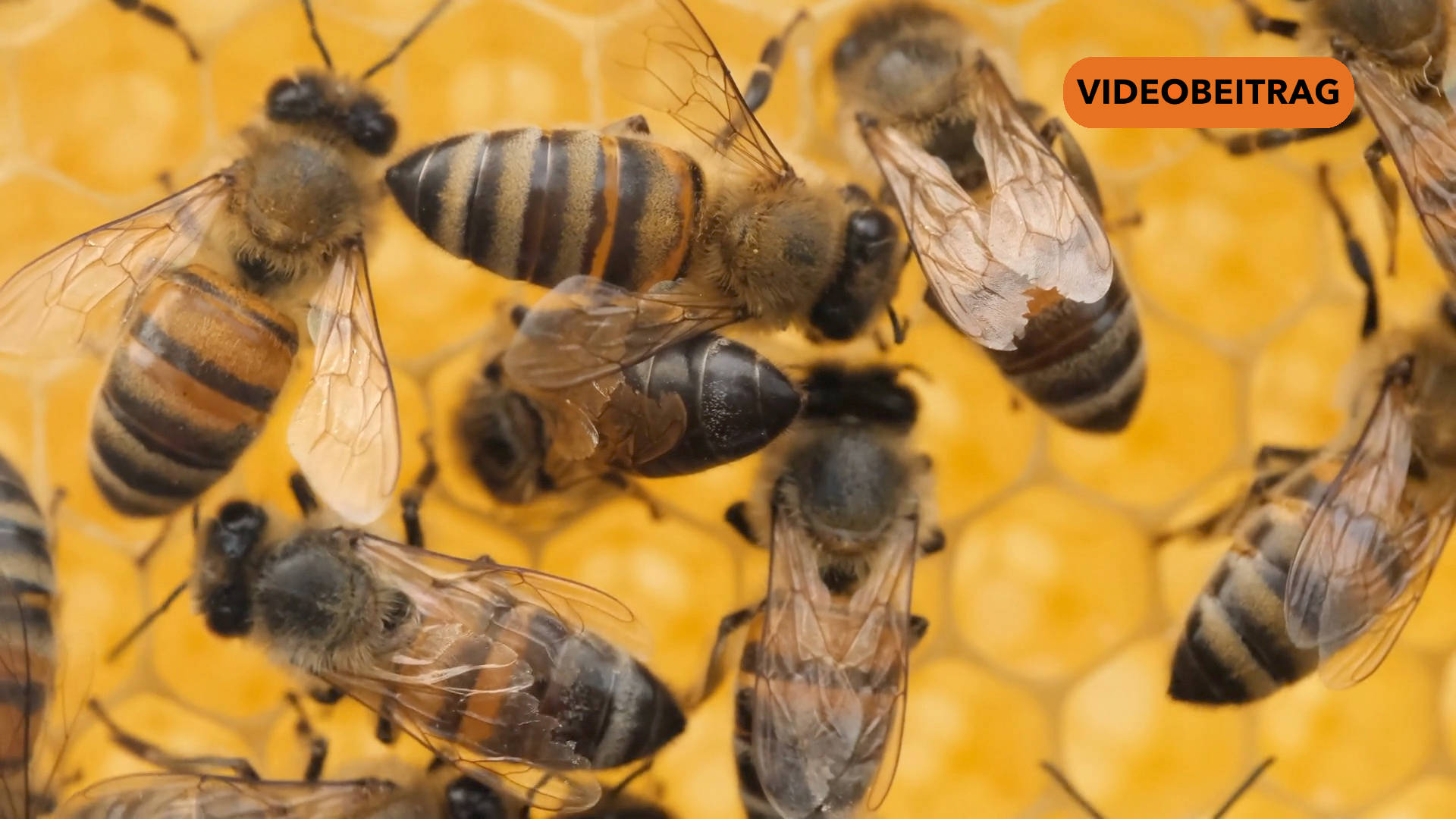 26 04 07 Bienen SCREEN