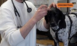 260407_Wiesenzecke wird immer häufiger