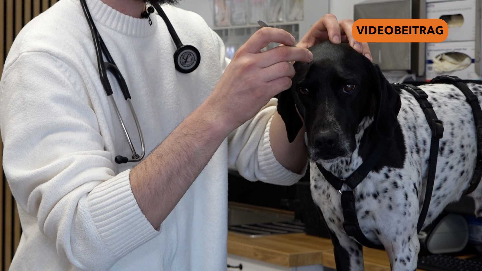 260407_Wiesenzecke wird immer häufiger