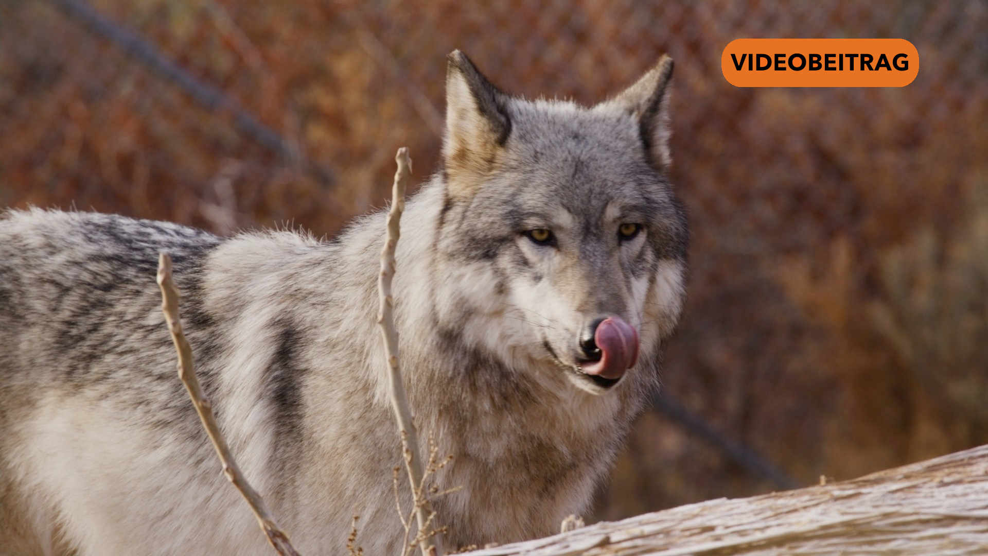 260423_Screen_Abschussregeln für Wölfe geplant