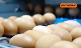 Screen_20260402_Eierknappheit