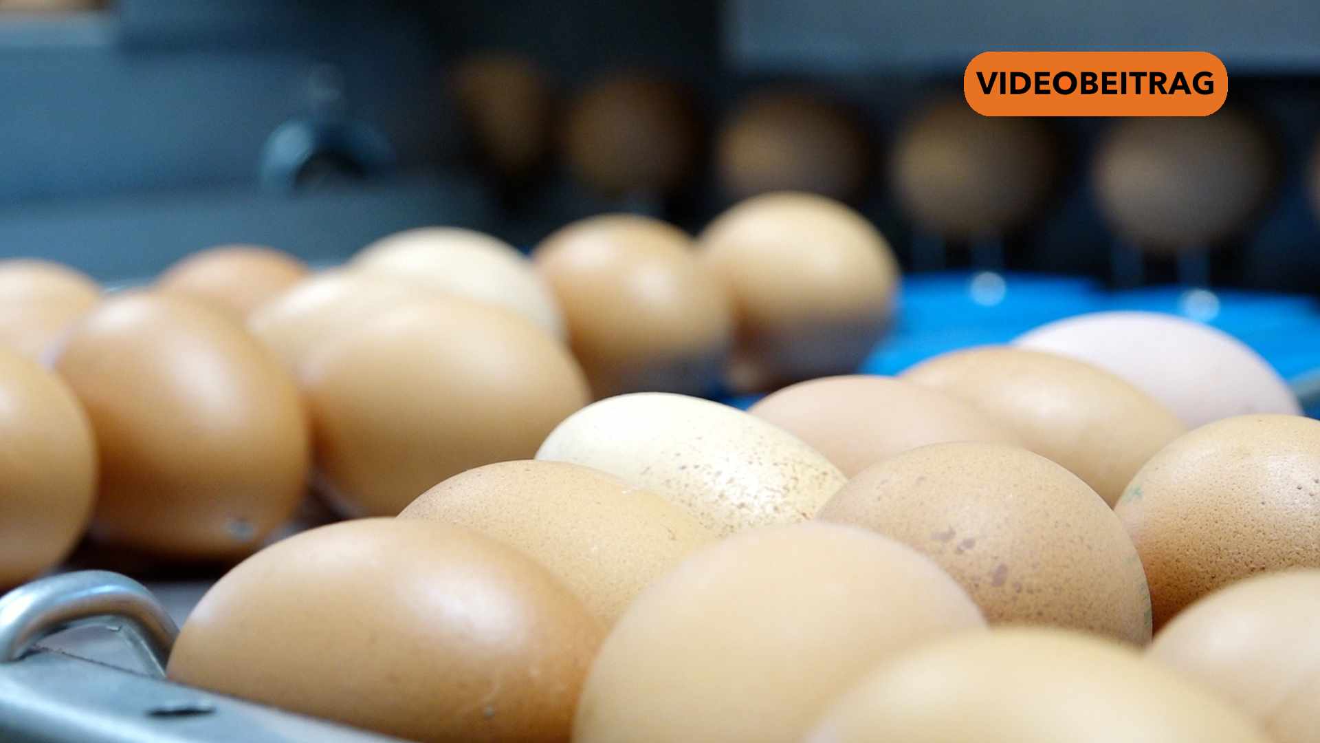 Screen_20260402_Eierknappheit