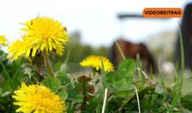 Screen_20260417_Frühjahrsmarkt