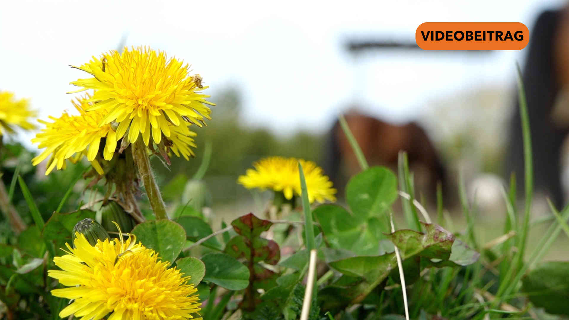 Screen_20260417_Frühjahrsmarkt