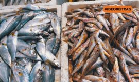 Fischmarkt Dörpen