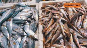 Fischmarkt Dörpen