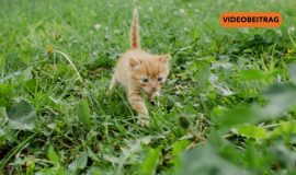 Neue Kastrationspflicht für Katzen in Rhede