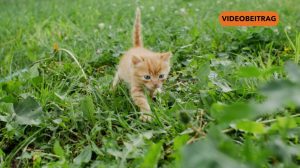 Neue Kastrationspflicht für Katzen in Rhede