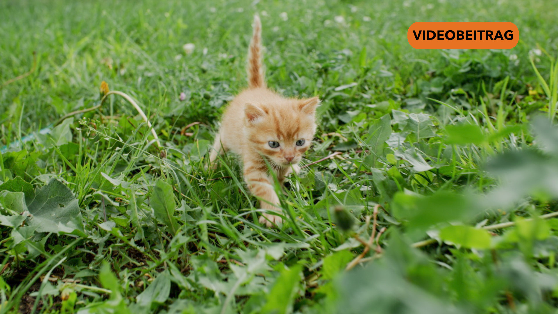 Neue Kastrationspflicht für Katzen in Rhede