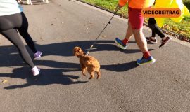 Lingener Citylauf
