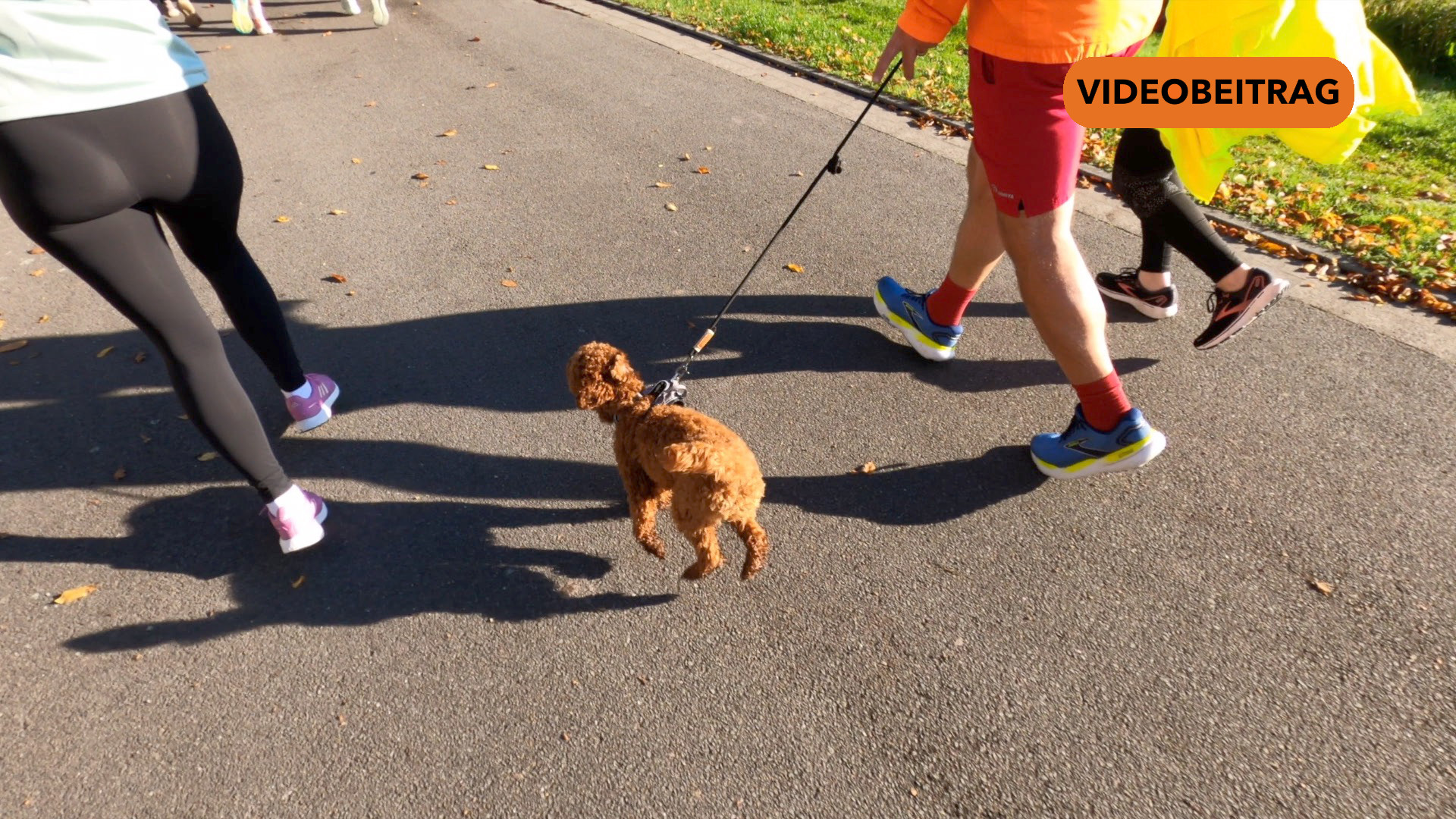 Lingener Citylauf