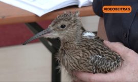 SCREENBrachvogel