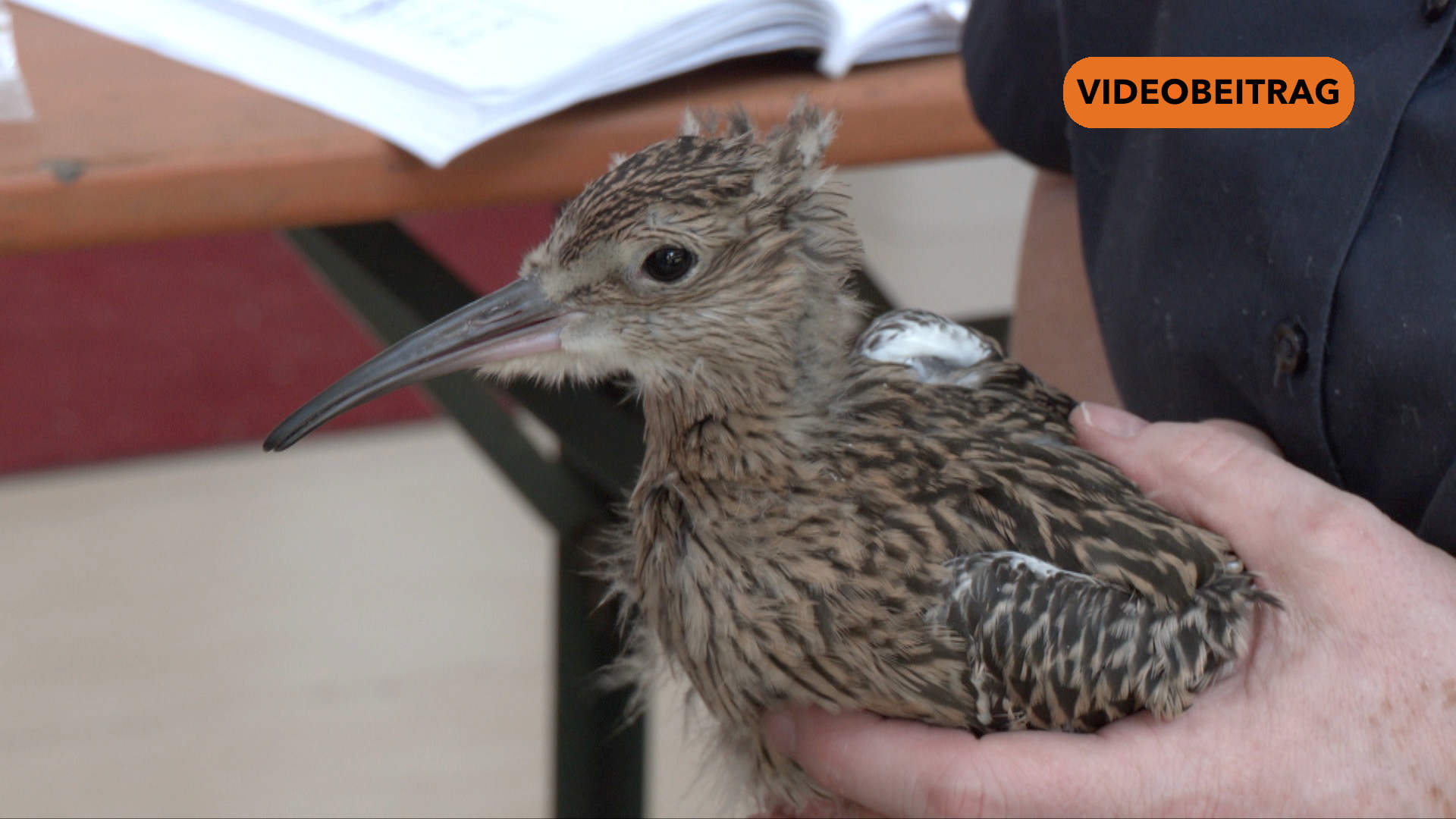 SCREENBrachvogel