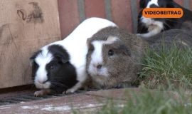 SCREENMeerschweinchen
