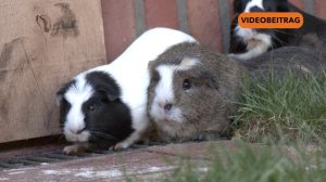 SCREENMeerschweinchen