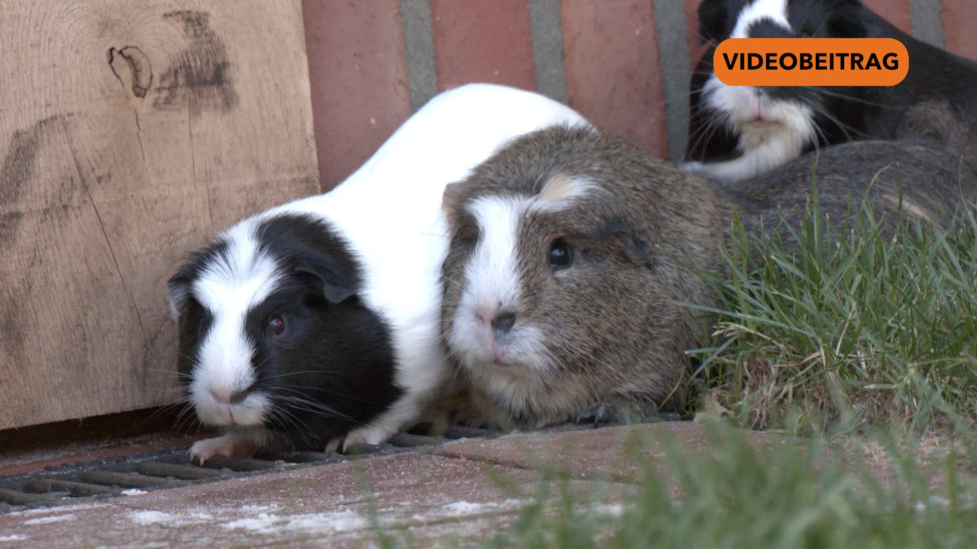 SCREENMeerschweinchen