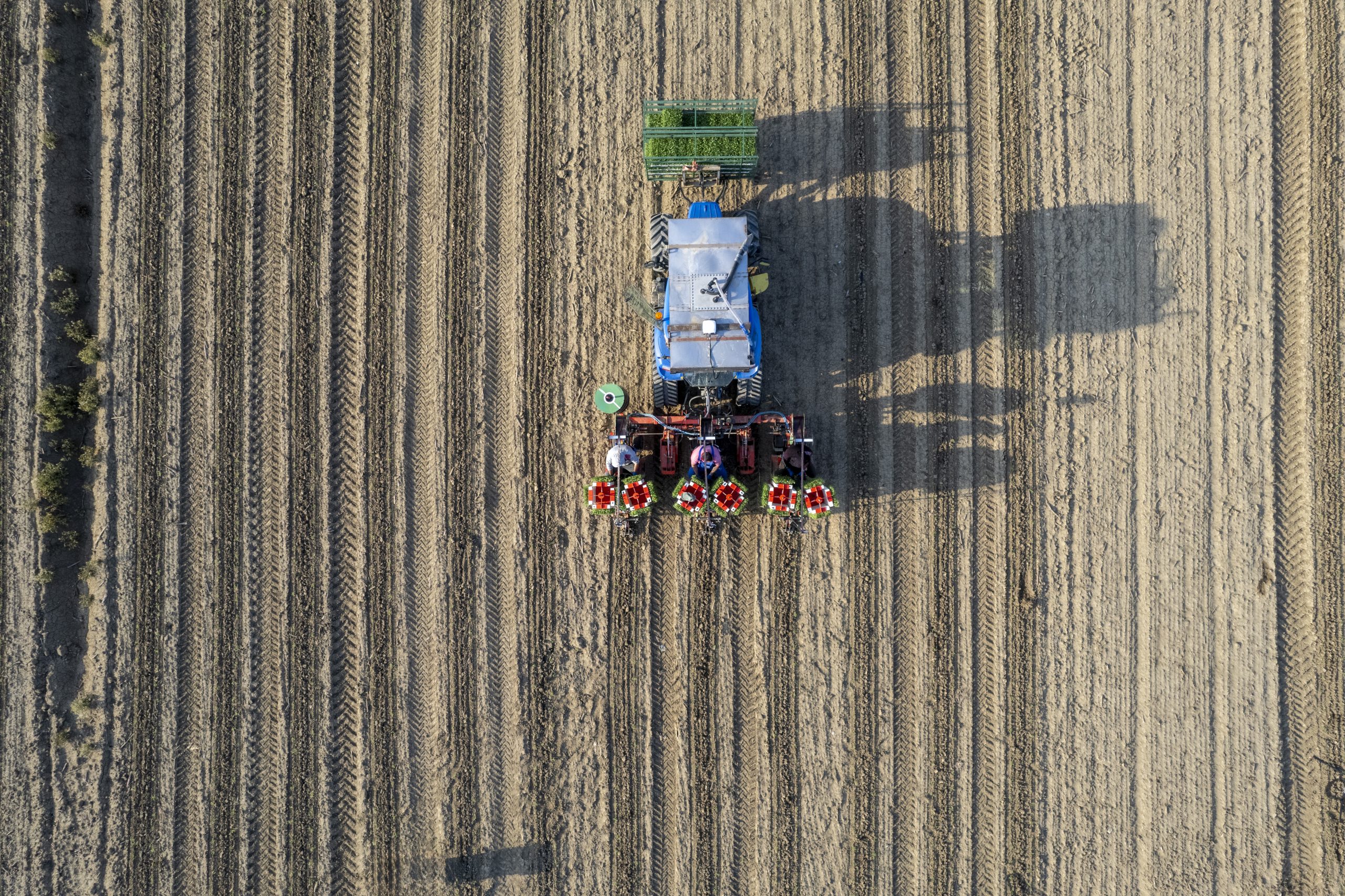 Overhead aerial view of agricultural workers in tractor with automatic tomato planter machine working in a field
