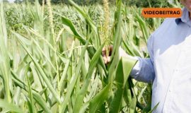 Screen_Hitze_Landwirtschaft
