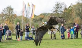 Archiv Falkner Flugshow ® Franz Frieling