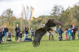 Archiv Falkner Flugshow ® Franz Frieling