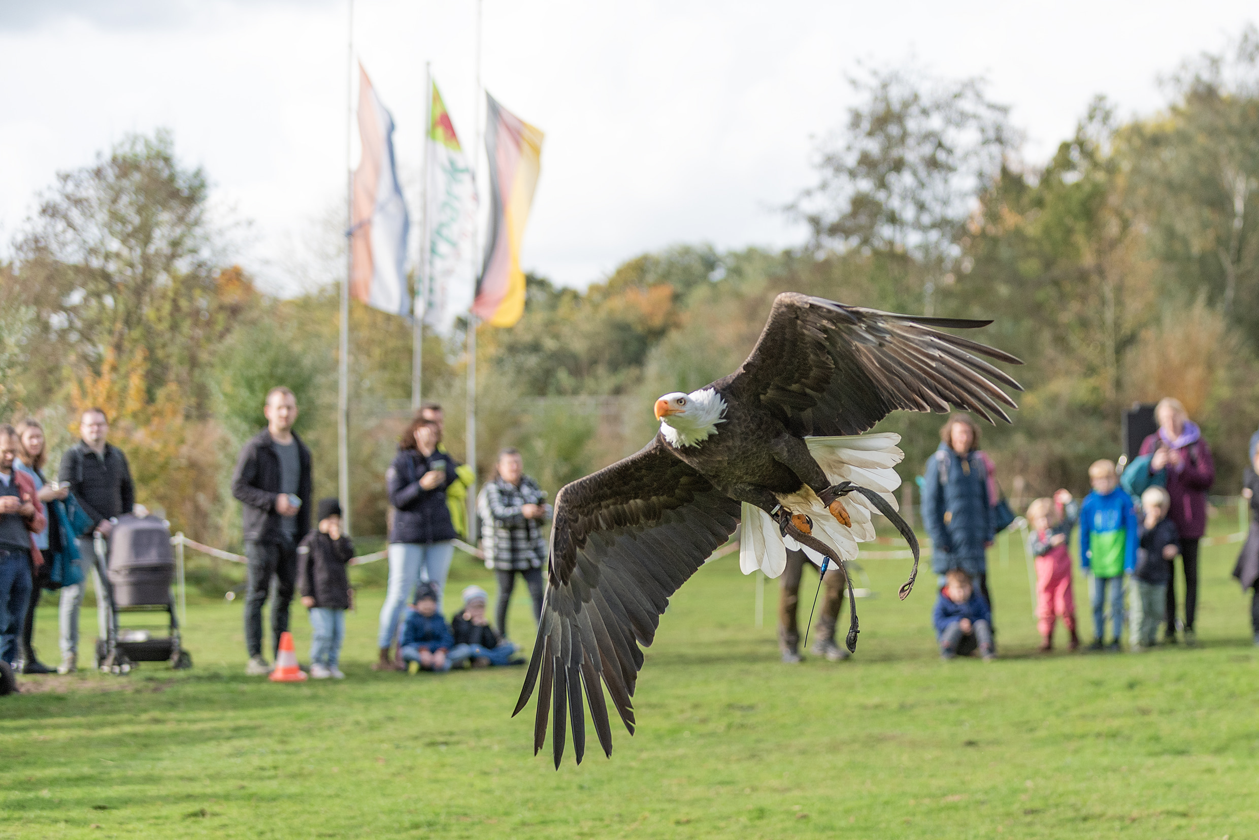 Archiv Falkner Flugshow ® Franz Frieling