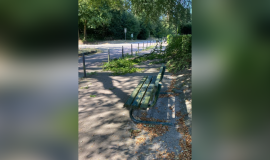 Hitze und Trockenheit setzen Buche zu