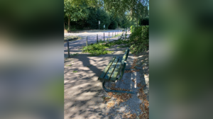 Hitze und Trockenheit setzen Buche zu