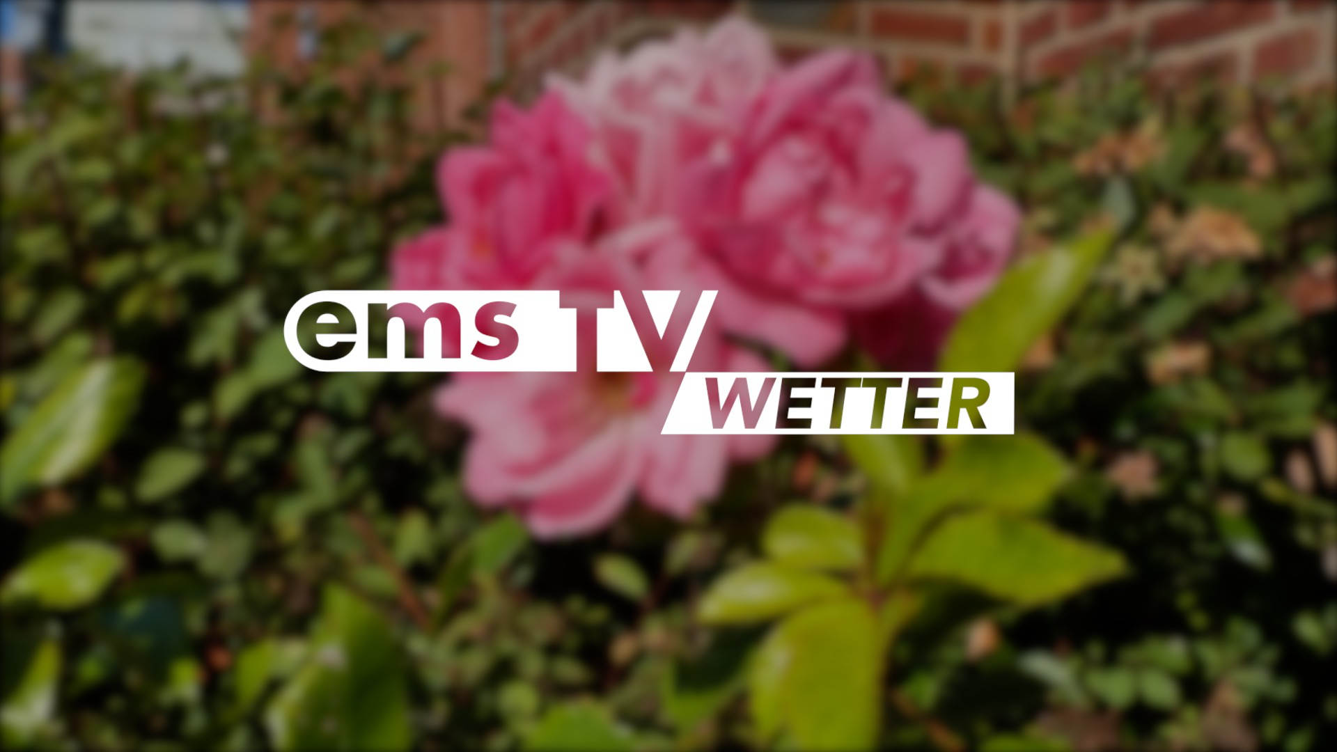 SCREENWetter