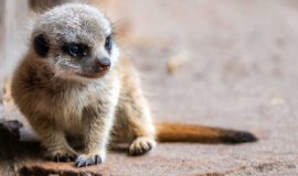 260909_Erdmaennchen- und Seehundbabys im Tierpark_JoergEverding
