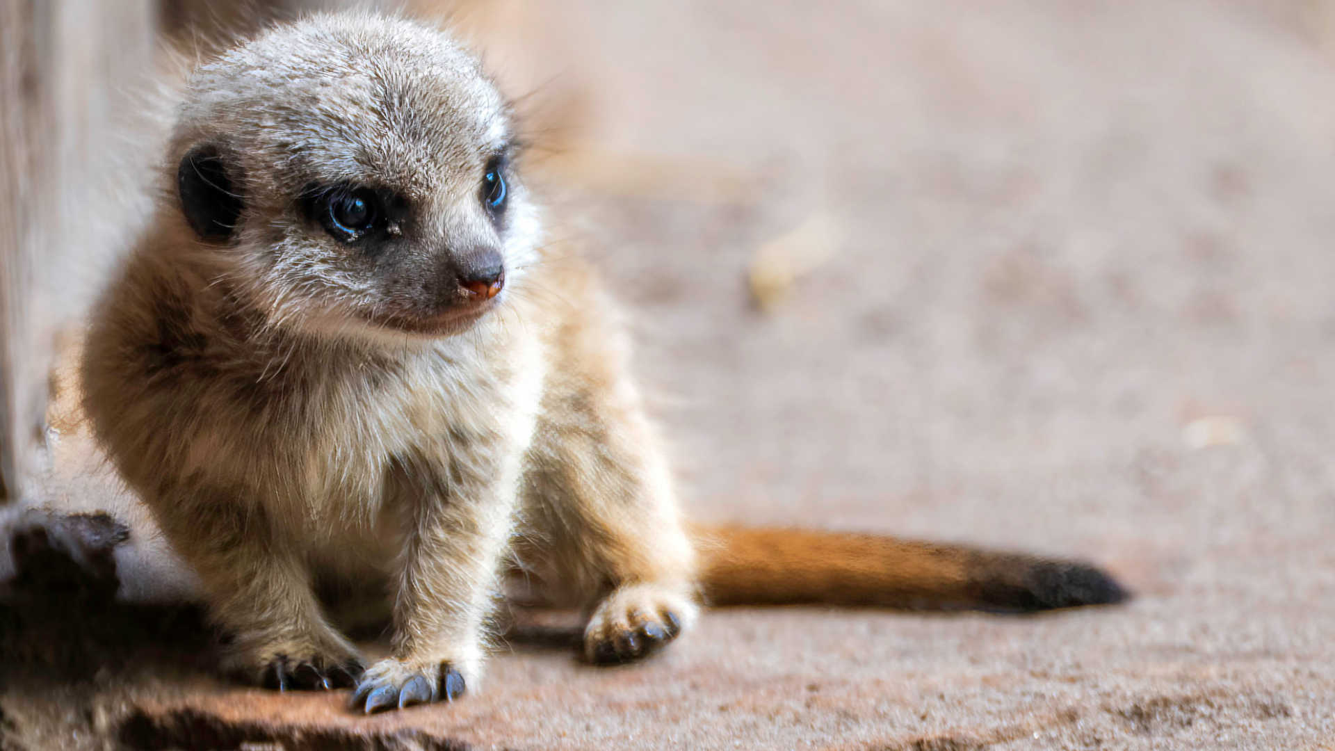 260909_Erdmaennchen- und Seehundbabys im Tierpark_JoergEverding