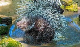 261022_Stachelschwein Opa mit ueber 30 gestorben