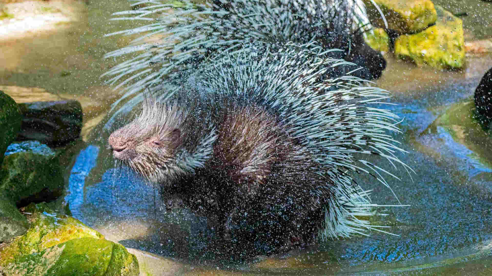 261022_Stachelschwein Opa mit ueber 30 gestorben